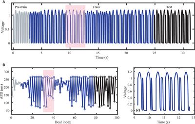 Long-Time Prediction of Arrhythmic Cardiac Action Potentials Using Recurrent Neural Networks and Reservoir Computing